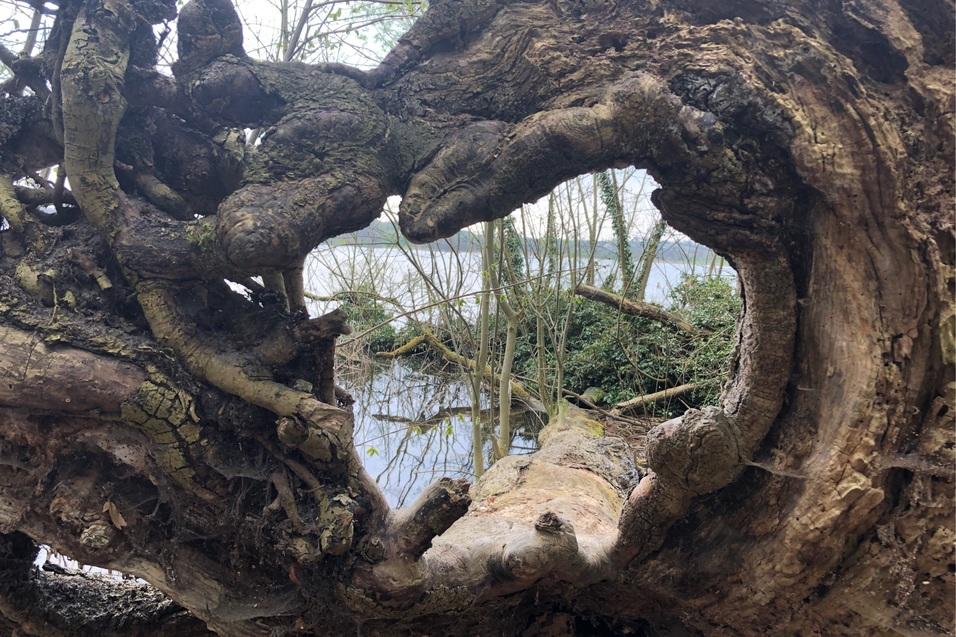 Baumwurzel am Segeberger See