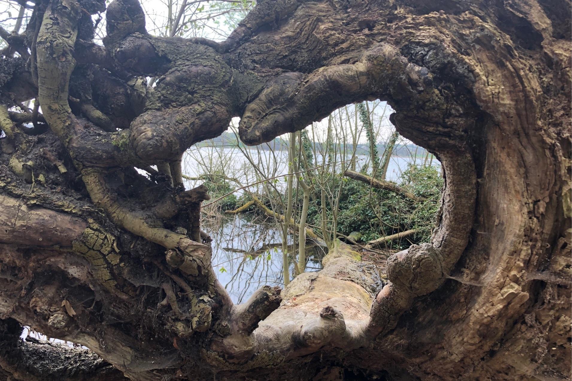 Baumwurzel am Segeberger See